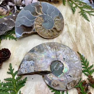 Ammonite (Fossile)