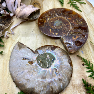 Ammonite (Fossile)