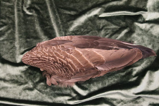 Évantail pour fumigation - Aile d'oiseau vierge